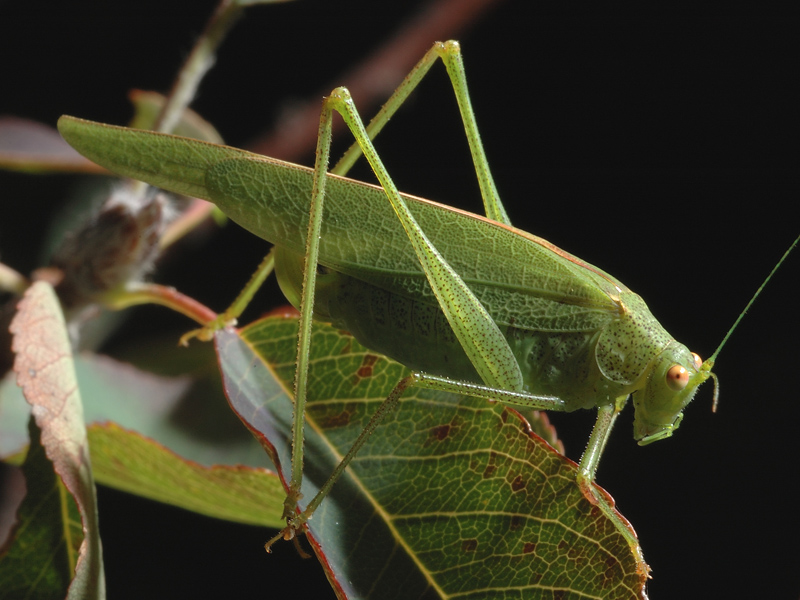 Phaneroptera nana